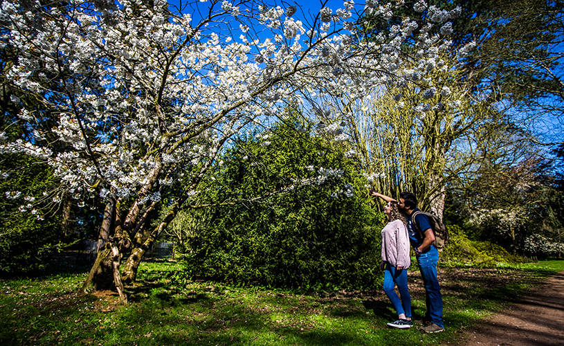 Couple looking at cherry blossom at Westonbirt